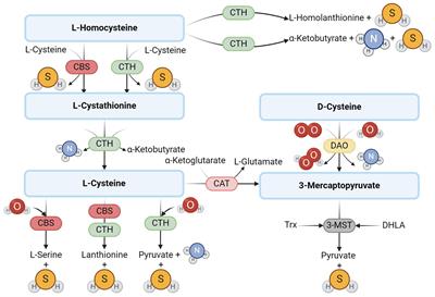 Hydrogen sulfide and its potential as a possible therapeutic agent in male reproduction